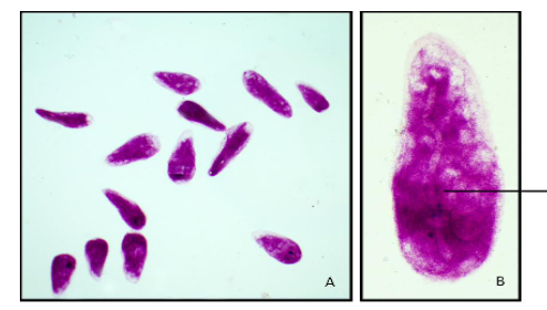 Stained Cytoplasm